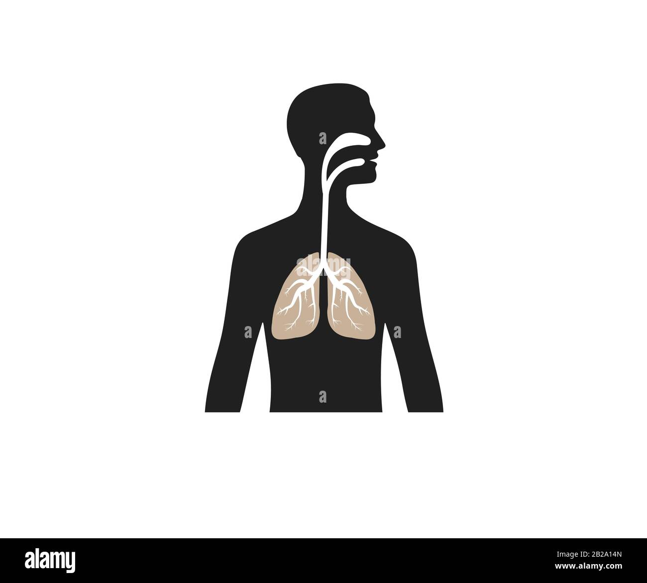 Polmoni uomo corpo silhouette. Illustrazione vettoriale, design piatto. Illustrazione Vettoriale