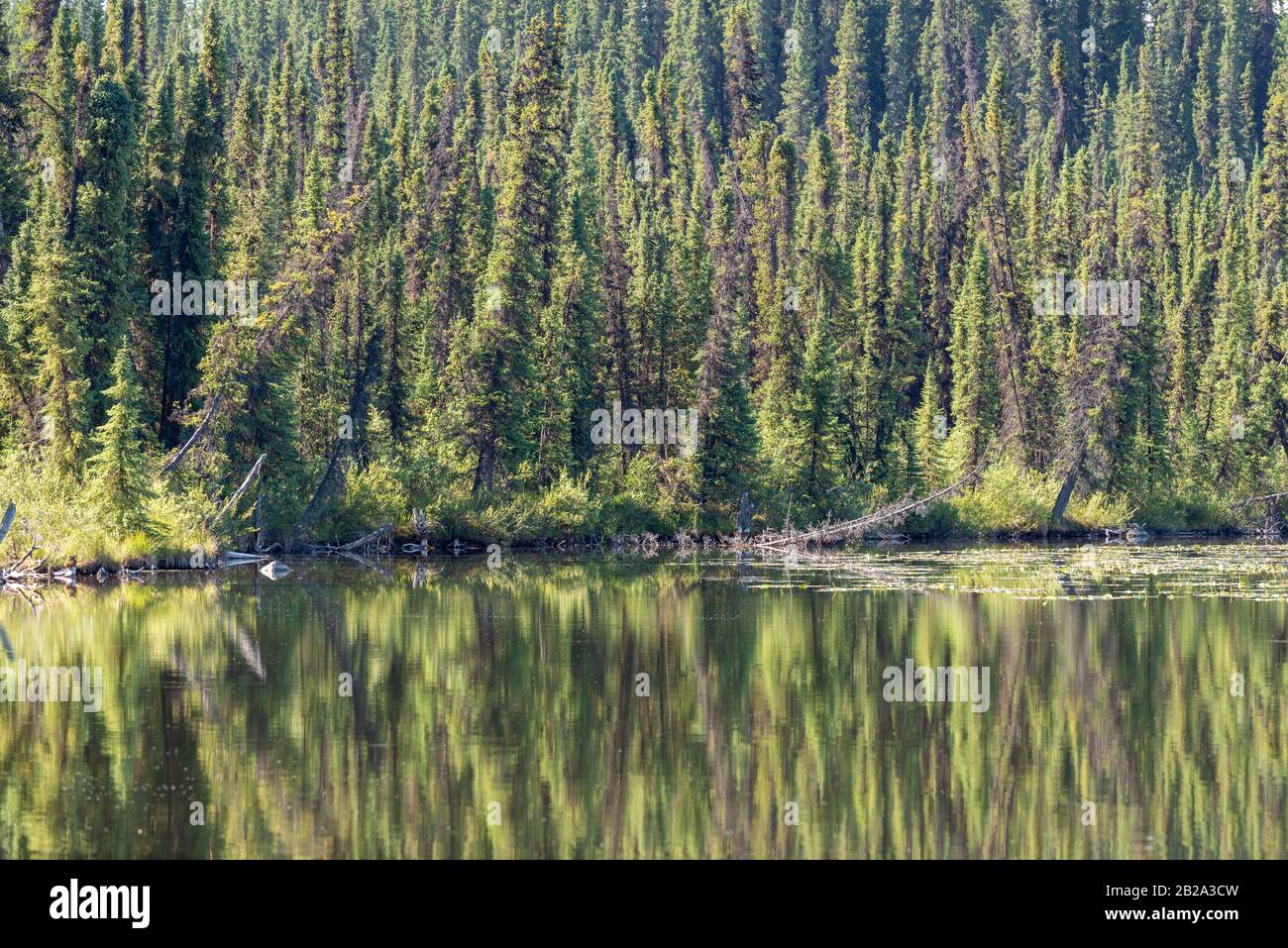 Alberi riflessi nel Lago Morcheau in British Columbia, Canada Foto Stock