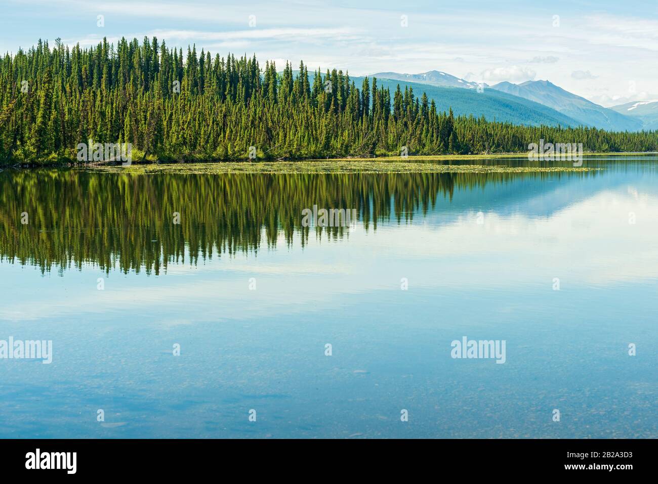 Lily pad sulla riva distante del lago Morcheau in British Columbia, Canada Foto Stock