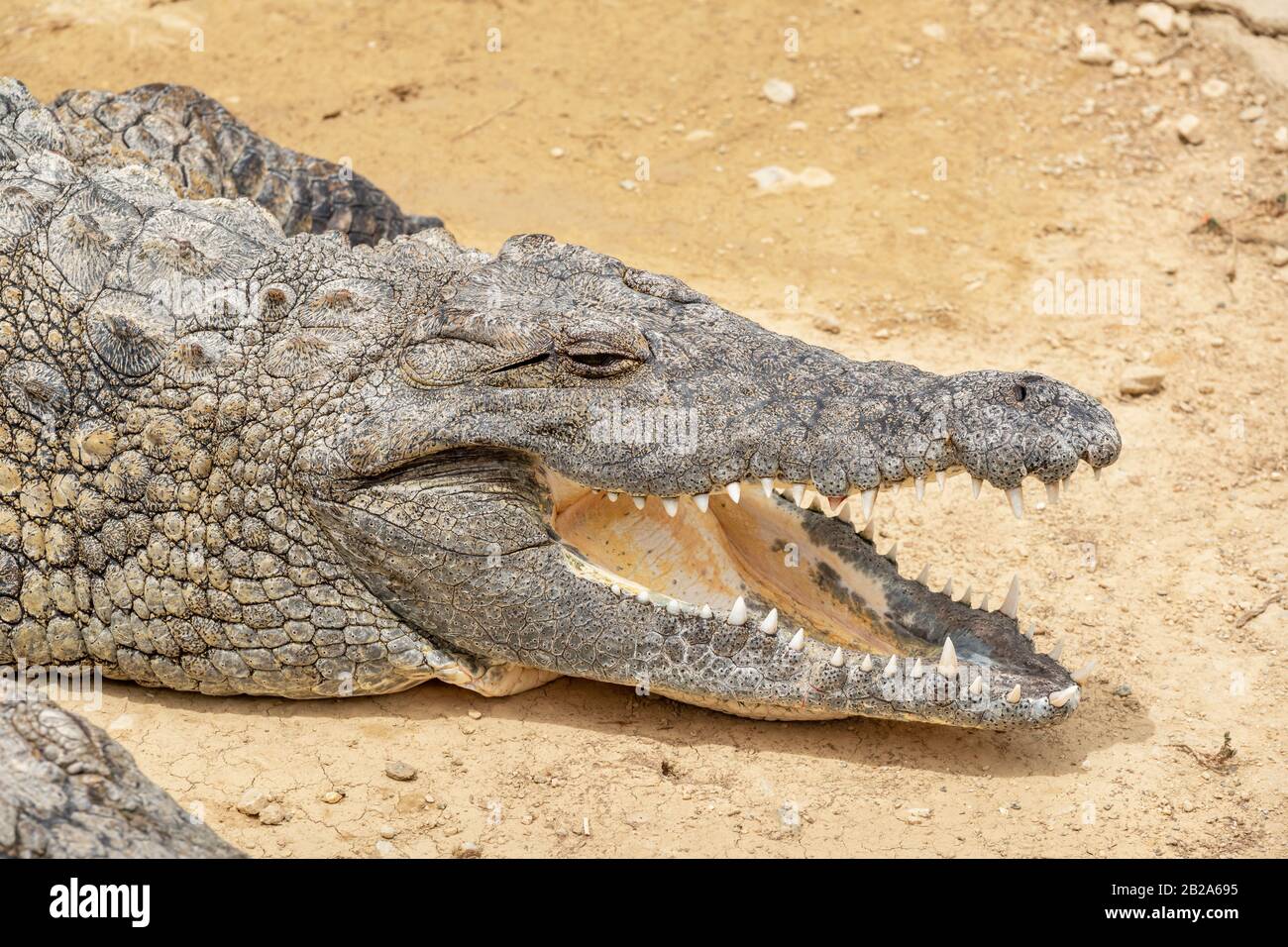 Grande coccodrillo del Nilo (Crocodylus niloticus) poggiante su un terreno in crocodile park Foto Stock