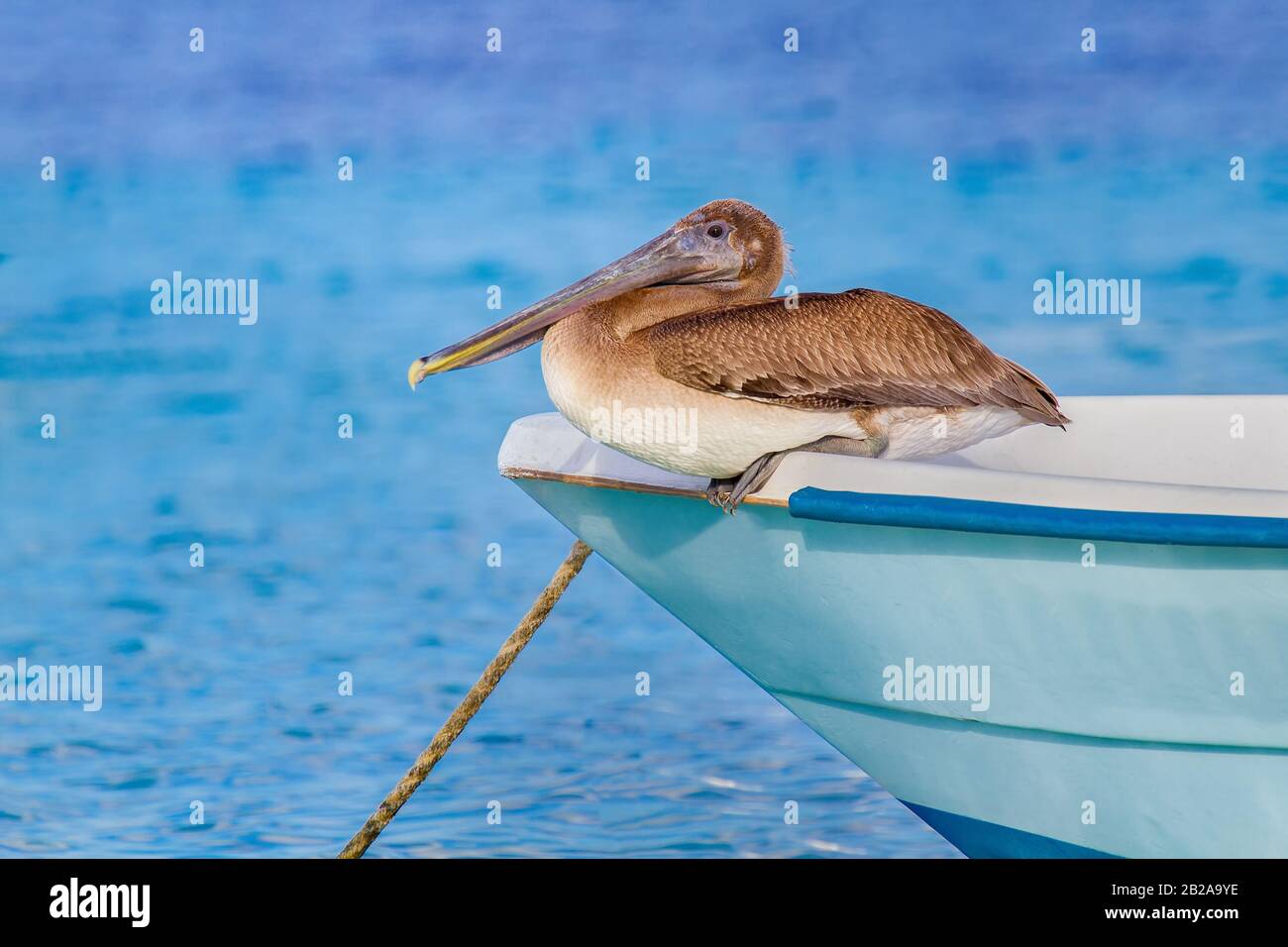 Pellicano marrone seduto sul lato anteriore della barca all'acqua di mare Foto Stock