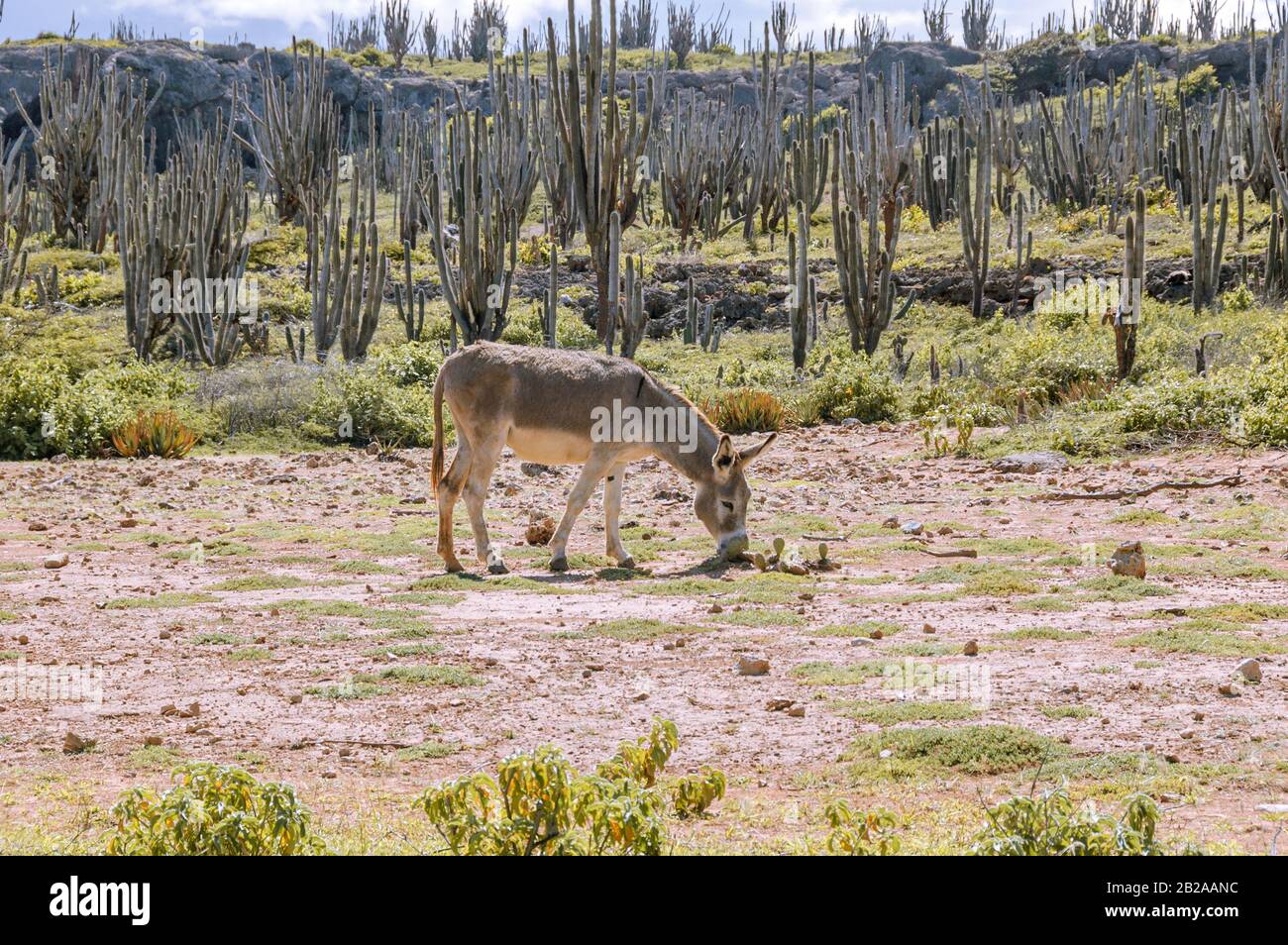 Un asino sta pascolando in un campo sull'isola caraibica Bonaire. I cactus stanno crescendo sullo sfondo. Foto Stock