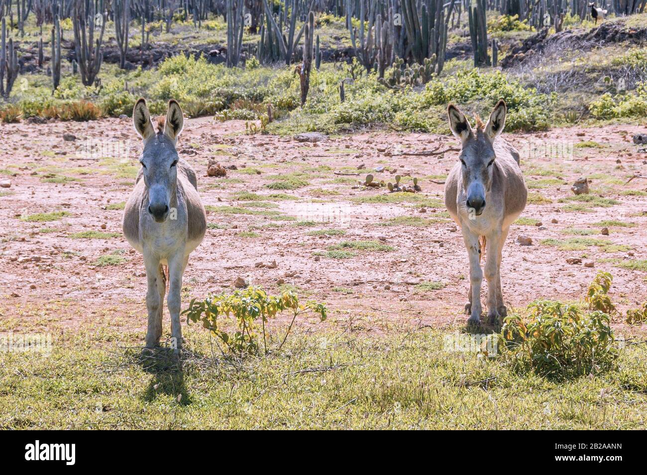 Due asini in piedi insieme in un campo sull'isola caraibica Bonaire. I cactus stanno crescendo sullo sfondo. Foto Stock