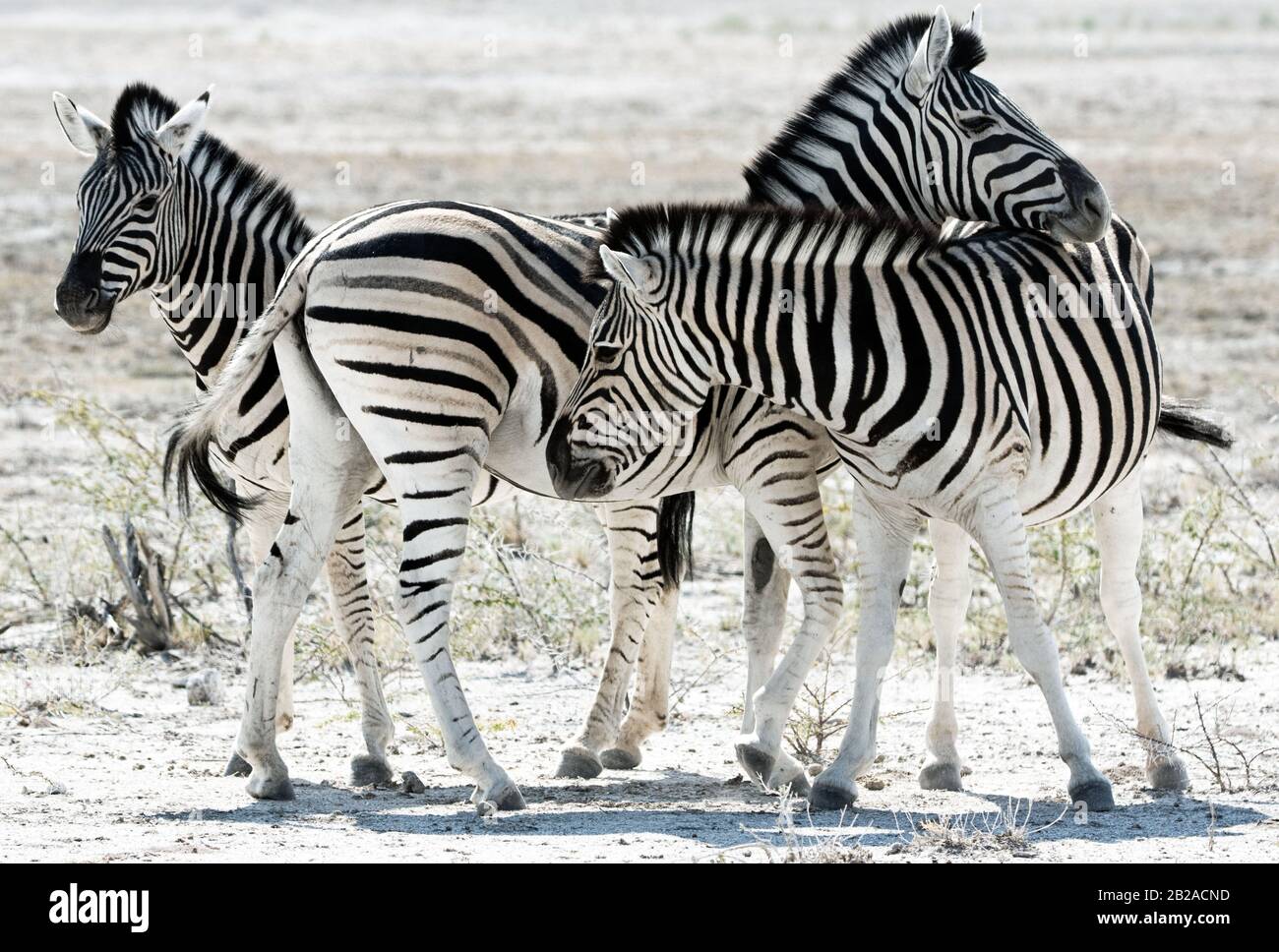 Tre zebre che si uniscono al Parco Nazionale Etosha, Namibia Foto Stock