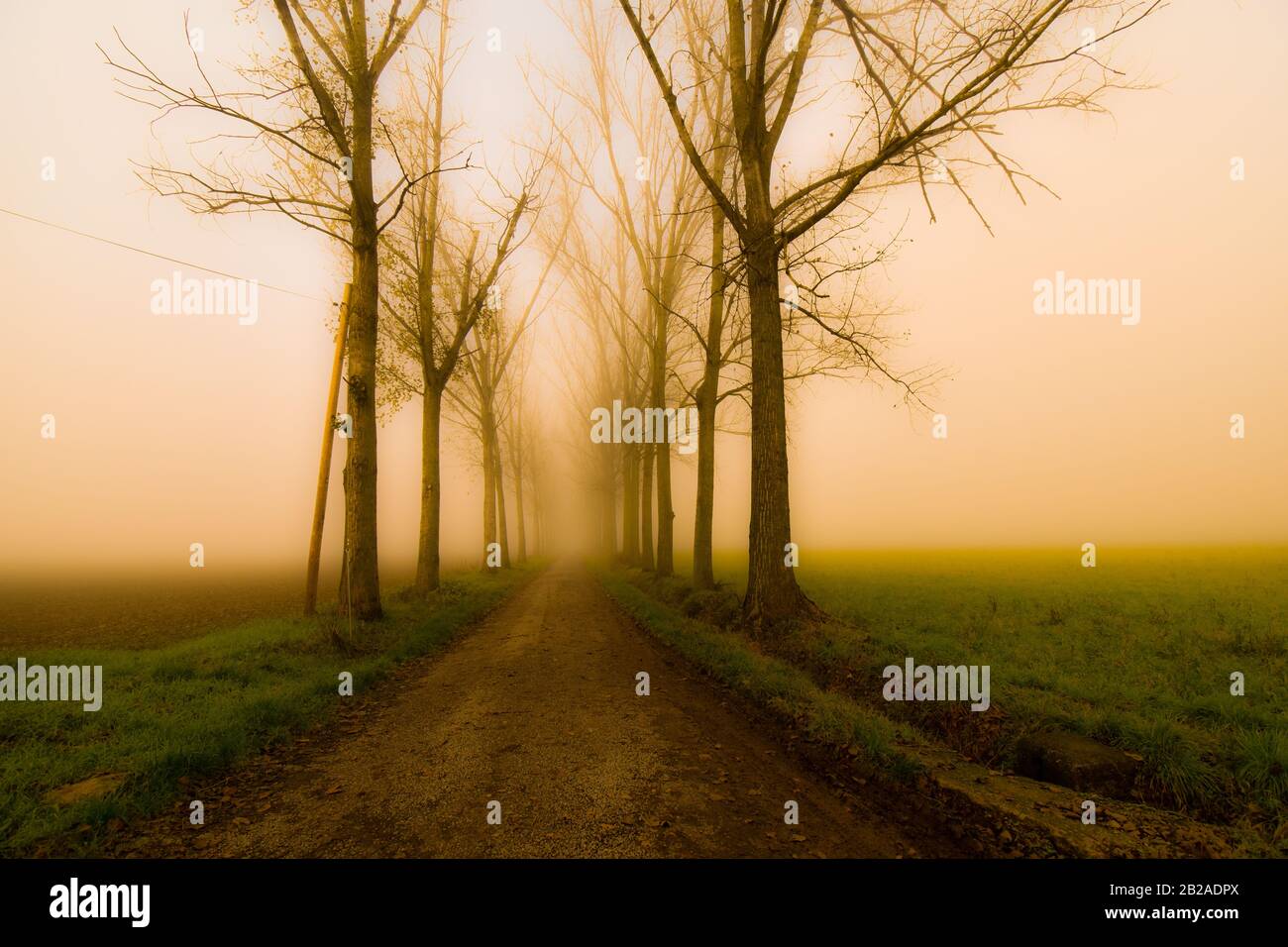 Strada alberata nella nebbia, Alessandria, Piemonte, Italia Foto Stock