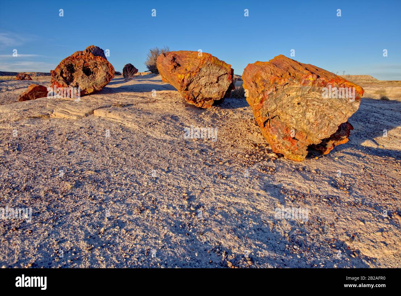 Broken Petrificed Wood Lungo Il Rainbow Trail, Petrificed Forest National Park, Arizona, Stati Uniti Foto Stock