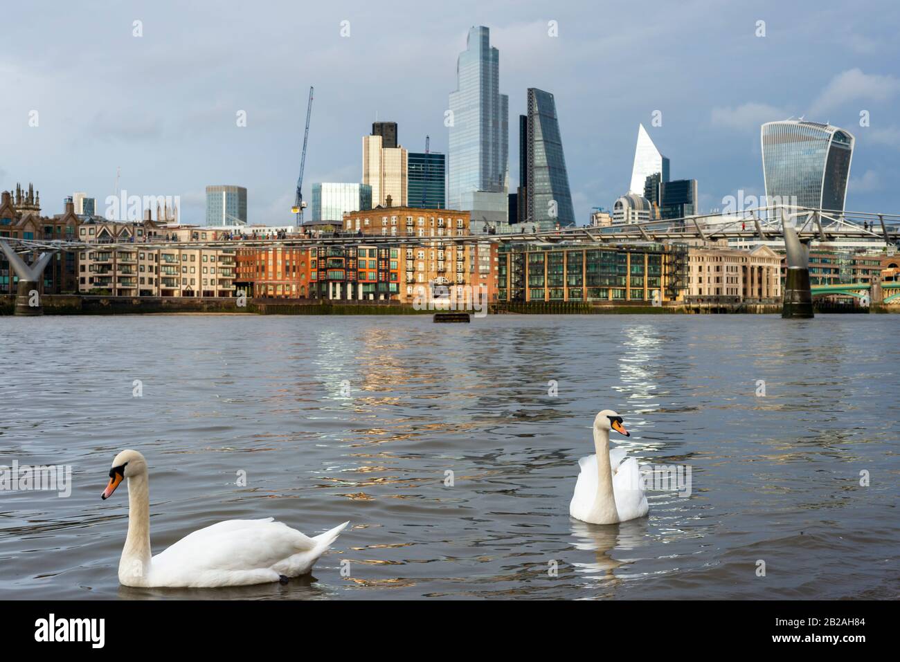 Animali a Londra e la città urbana fauna selvatica vista di cigni muti o Cygnus olor nuoto sul Tamigi e la città di Londra come sfondo, Londra, Regno Unito Foto Stock