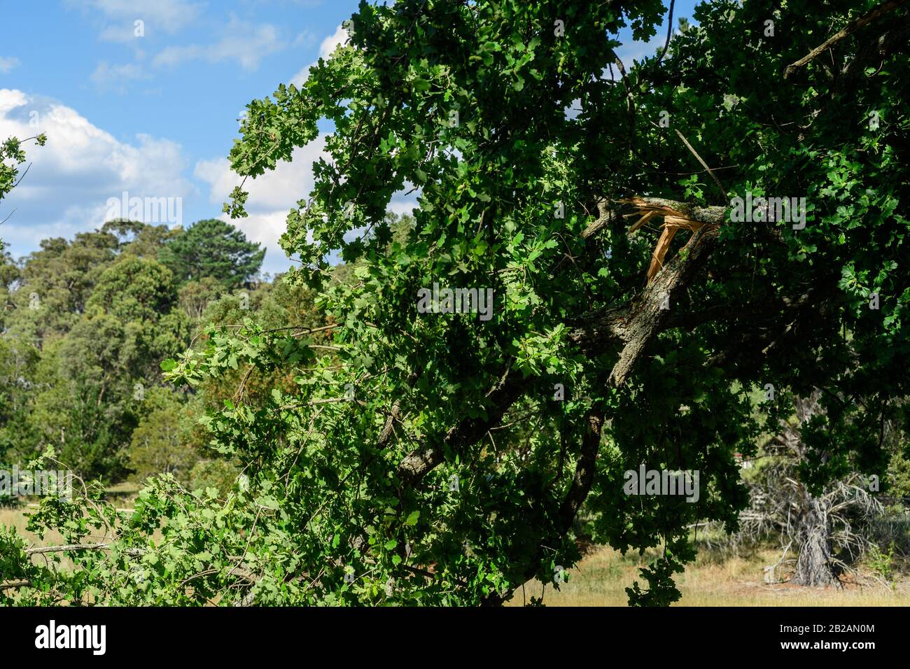 I rami di alberi possono essere pericolososi quando cadono inaspettatamente nei parchi, nel campeggio e nelle aree pubbliche Foto Stock