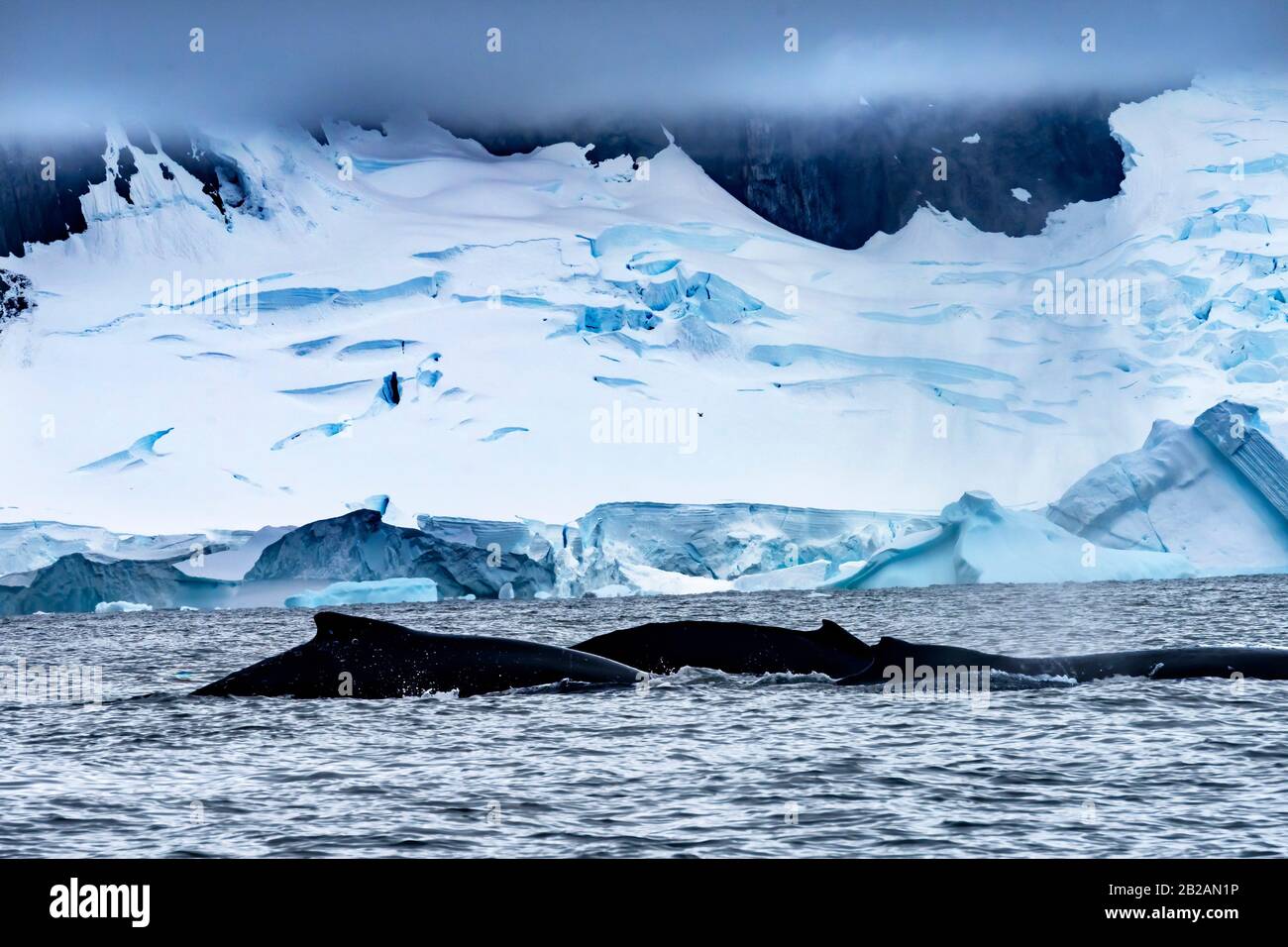Due Humback Baleen Whales Chasing Krill Blue Iceberg Galleggiante Acqua Di Mare Charlotte Bay Antartide Peninsula Antartide. Baleen Balena. Foto Stock