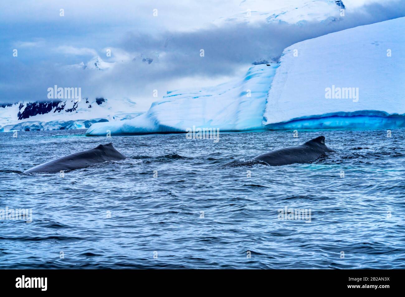 Due Humback Baleen Whales Chasing Krill Blue Iceberg Galleggiante Acqua Di Mare Charlotte Bay Antartide Peninsula Antartide. Baleen Balena. Foto Stock