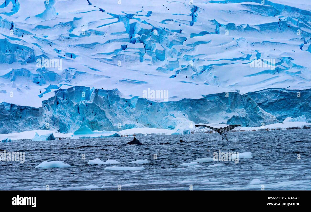Humback Baleen Whales Chasing Krill Galleggiante Iceberg Blu Neve Montagne Ghiacciai Charlotte Bay Antartide Peninsula Antartide. Foto Stock