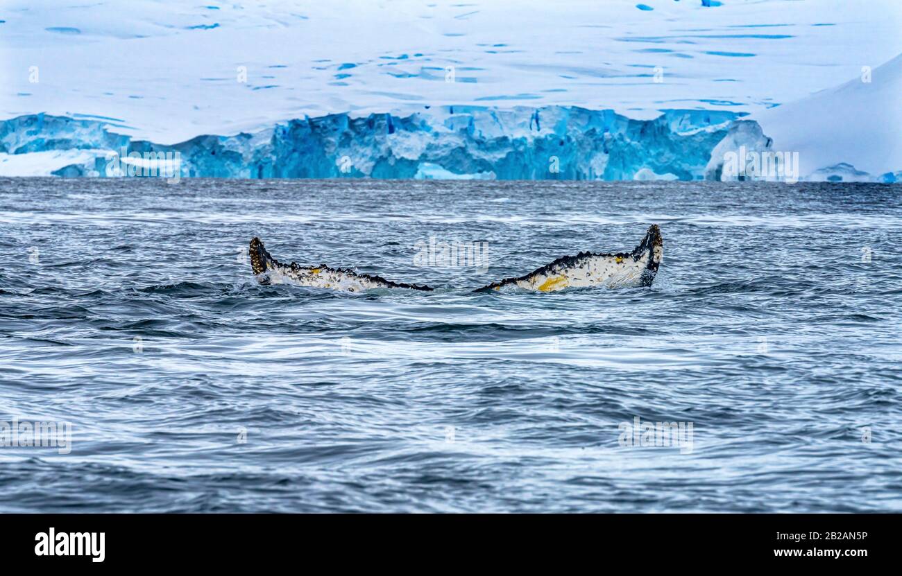 Humback Baleen Whale Tail Chasing Krill Blue Glaciers Sea Water Charlotte Bay Antartide Peninsula Antartide. Foto Stock