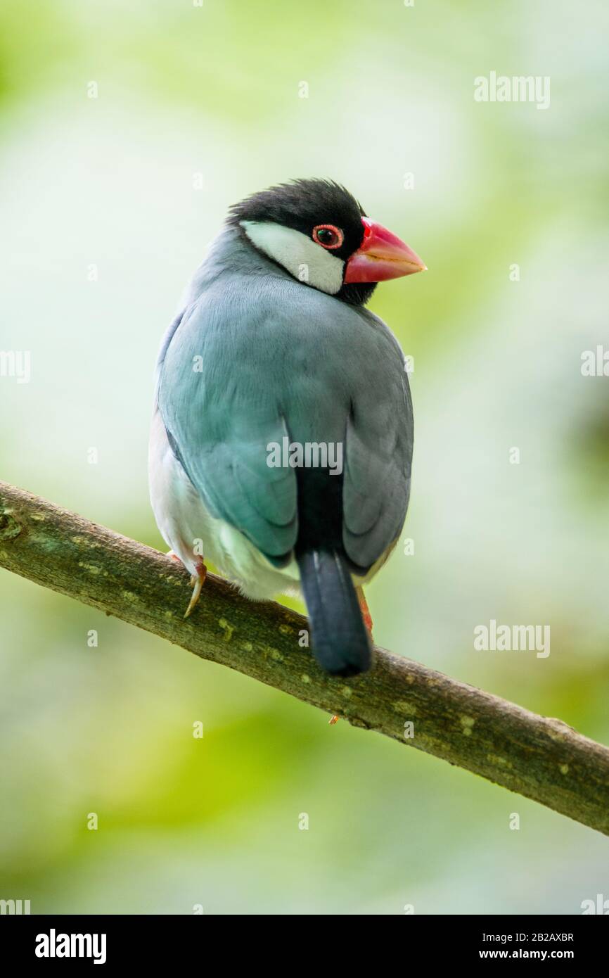 Java sparrow su una filiale, Indonesia Foto Stock