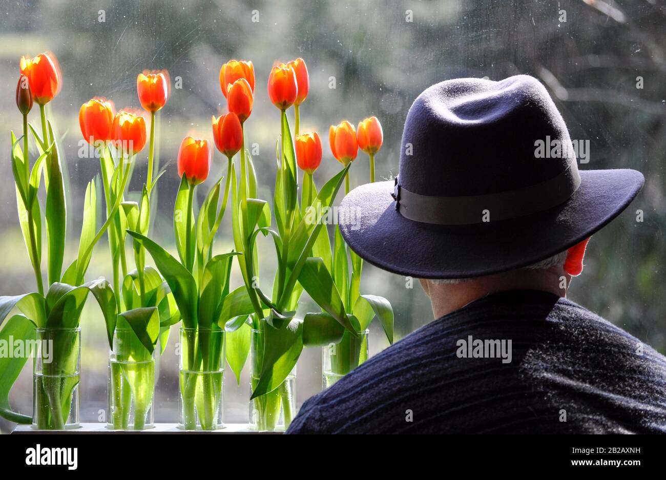 Vista posteriore dell'uomo che indossa un cappello che guarda vasi pieni di tulipani Foto Stock