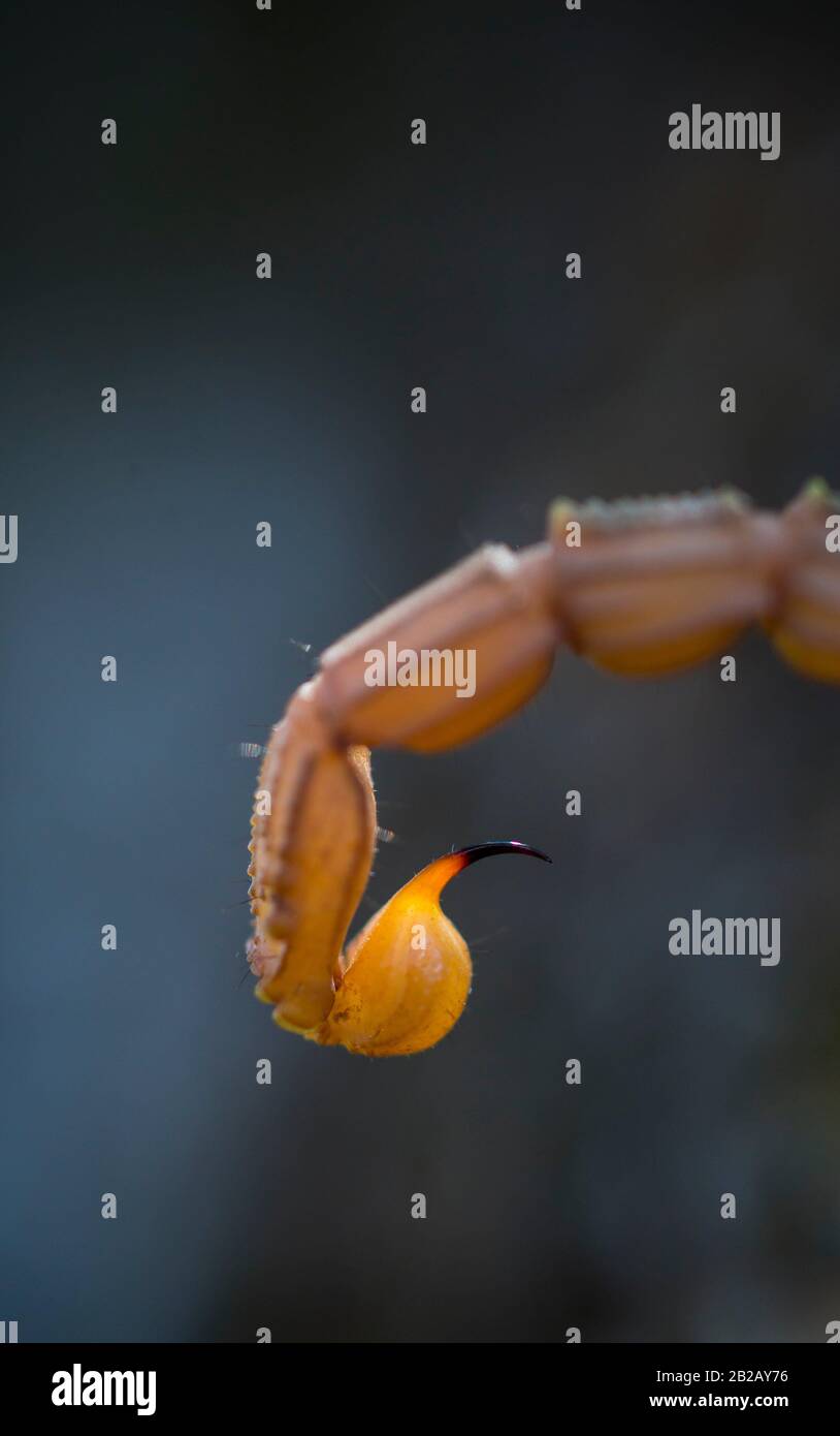 Scorpione Giallo Comune (Buthus Occitanus). Sierra De San Pedro, Cáceres, Estremadura, Spagna, Europa. Foto Stock