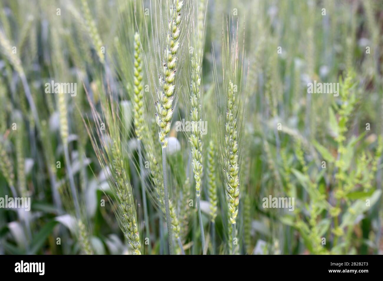 Verde Grano Campo Paesaggio Sfondo Foto Stock