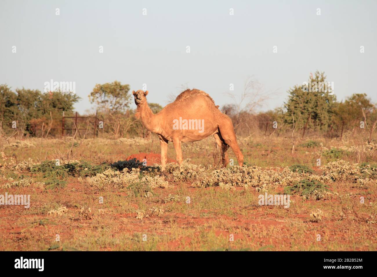 Cammello selvatico a Sandfire, Australia Occidentale Foto Stock