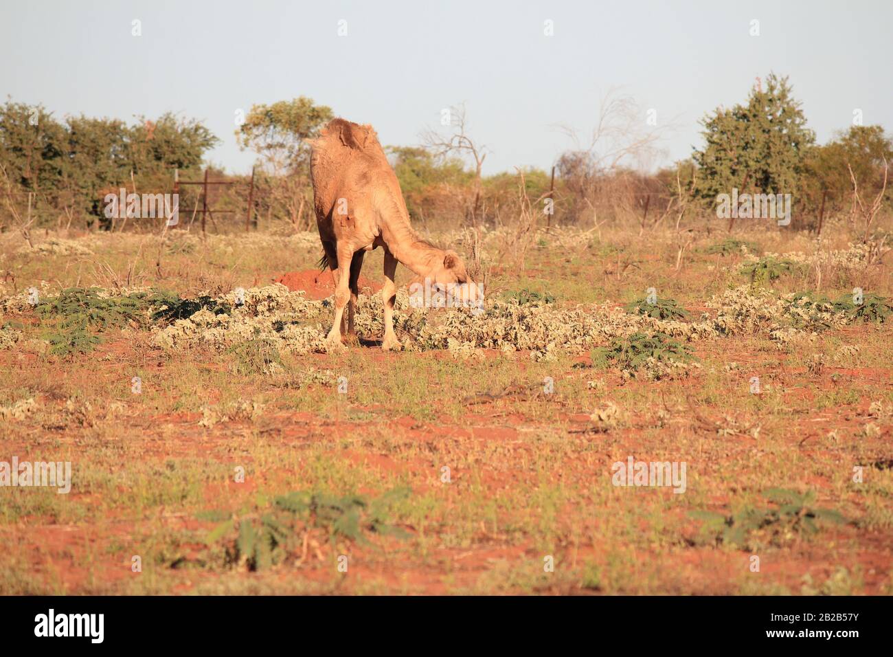 Cammello selvatico a Sandfire, Australia Occidentale Foto Stock