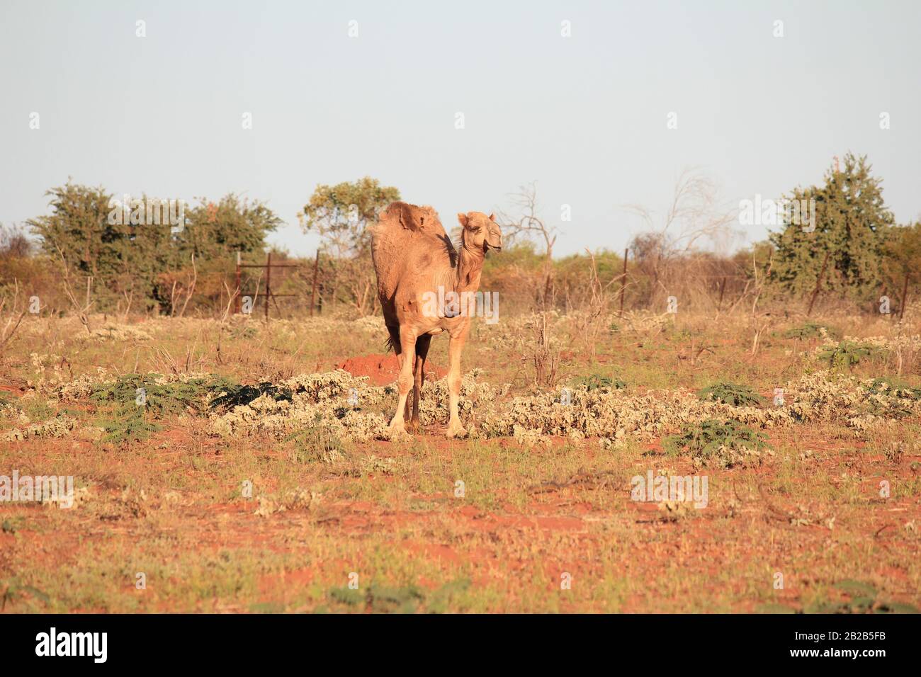 Cammello selvatico a Sandfire, Australia Occidentale Foto Stock