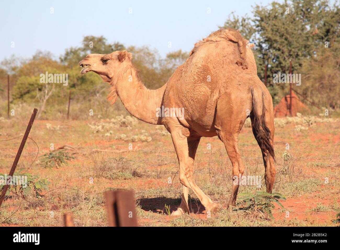 Cammello selvatico a Sandfire, Australia Occidentale Foto Stock