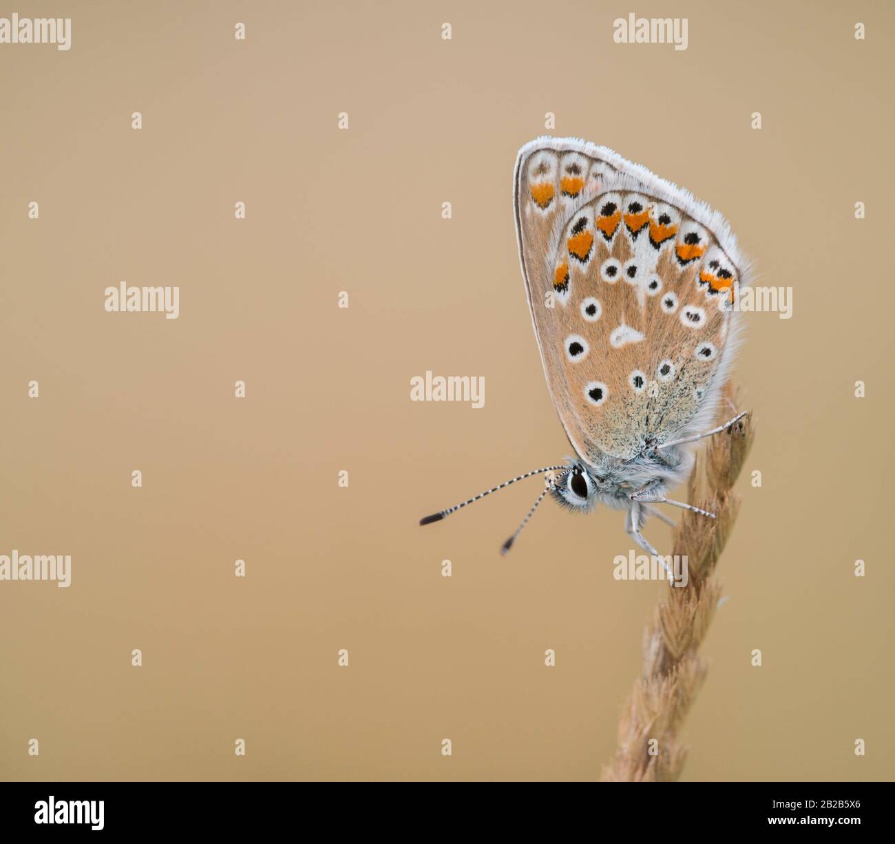 Una farfalla blu comune (Polyommatus Icarus) rosolando su un fusto di erba. Foto Stock