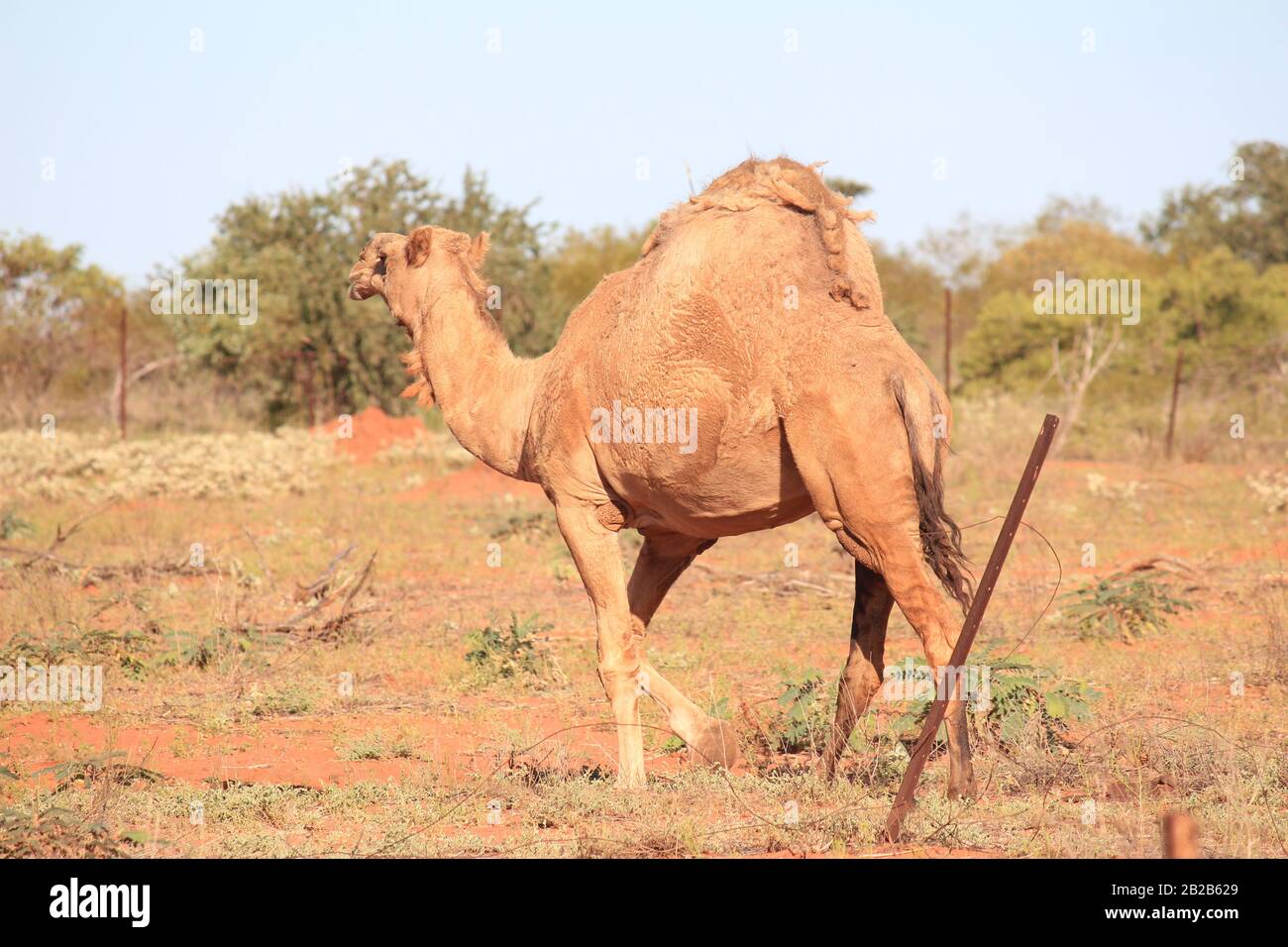 Cammello selvatico a Sandfire, Australia Occidentale Foto Stock