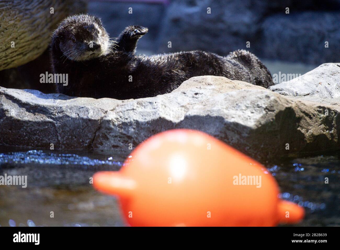 Alaskan Sea Otter Ozzy nella sua nuova casa al National SEA LIFE Centre di Birmingham. La lontra è stata portata nel Regno Unito all'inizio di quest'anno dopo essere stata salvata e curata dal personale dell'Alaska Sealife Center di Seward. Foto Stock