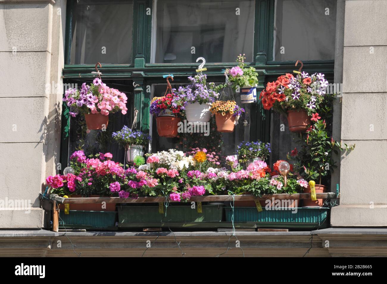 Blumen, Fenster, Kolonnenstrasse, Schoeneberg, Berlino, Deutschland Foto Stock