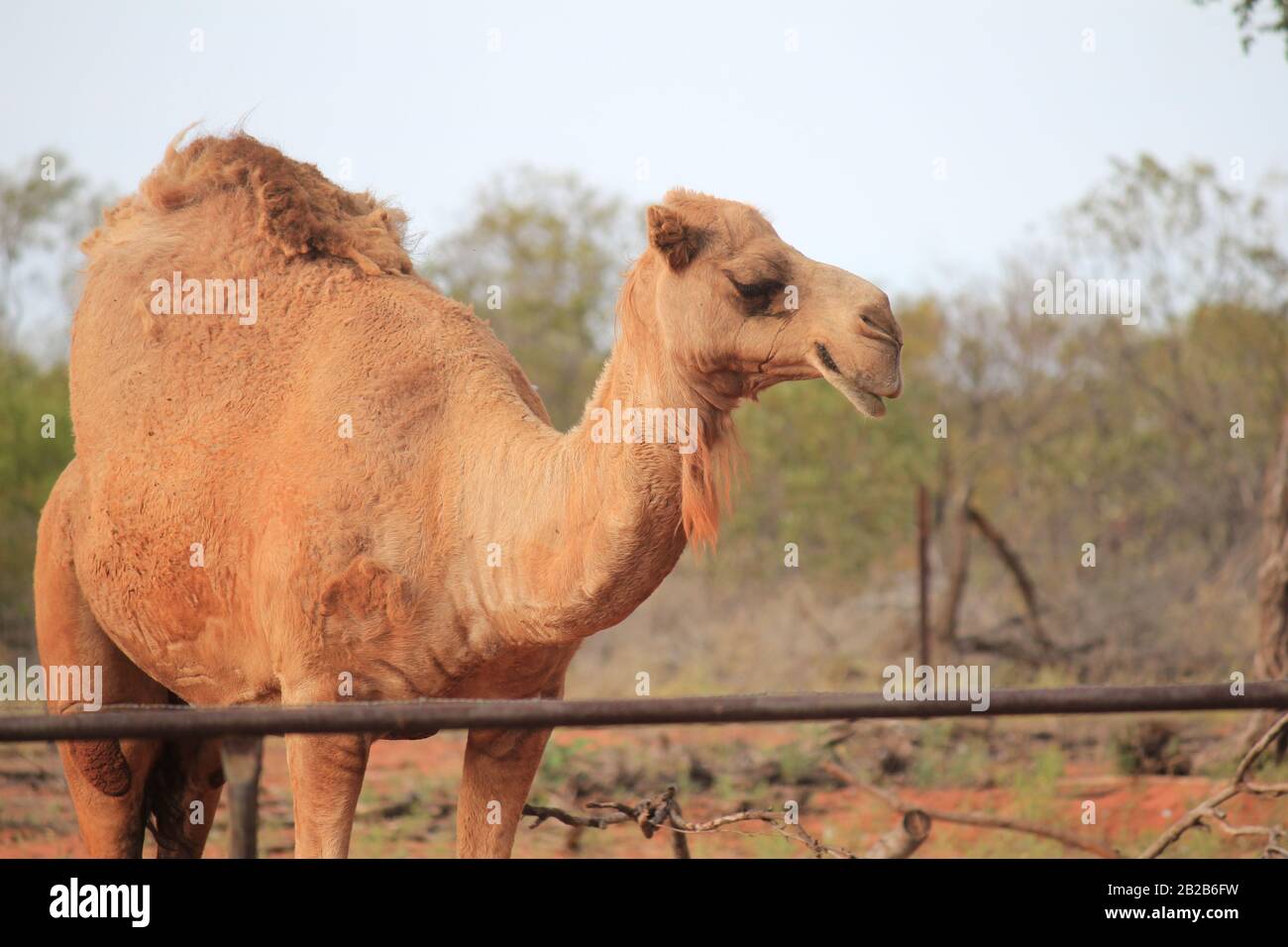 Cammello selvatico a Sandfire, Australia Occidentale Foto Stock