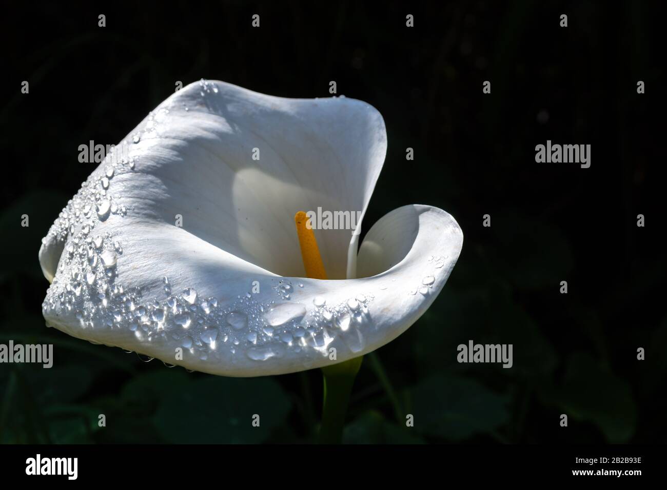 Primo piano di un fiore di calla giglio bianco (Arum-giglio) con gocce d'acqua e con uno sfondo nero, foto da Madeira Portogallo. Foto Stock