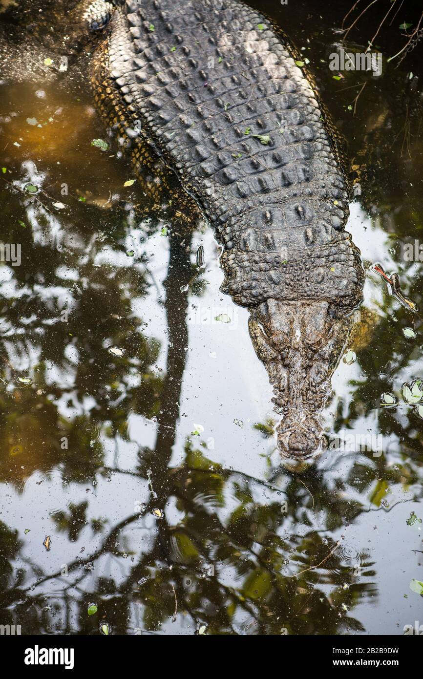 Indonesia, BALI - 20 GENNAIO 2011: Alligatori allo Zoo di Bali. Foto Stock