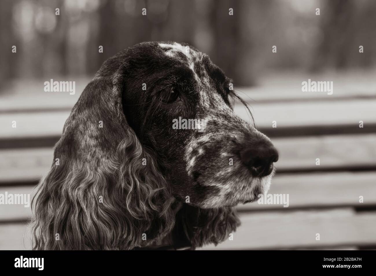 Testa di un bianco e nero inglese Cocker spagnolo con ciglia lunghe. Primo piano, messa a fuoco selettiva, sfondo sfocato. Tonato, bianco e nero. Foto Stock