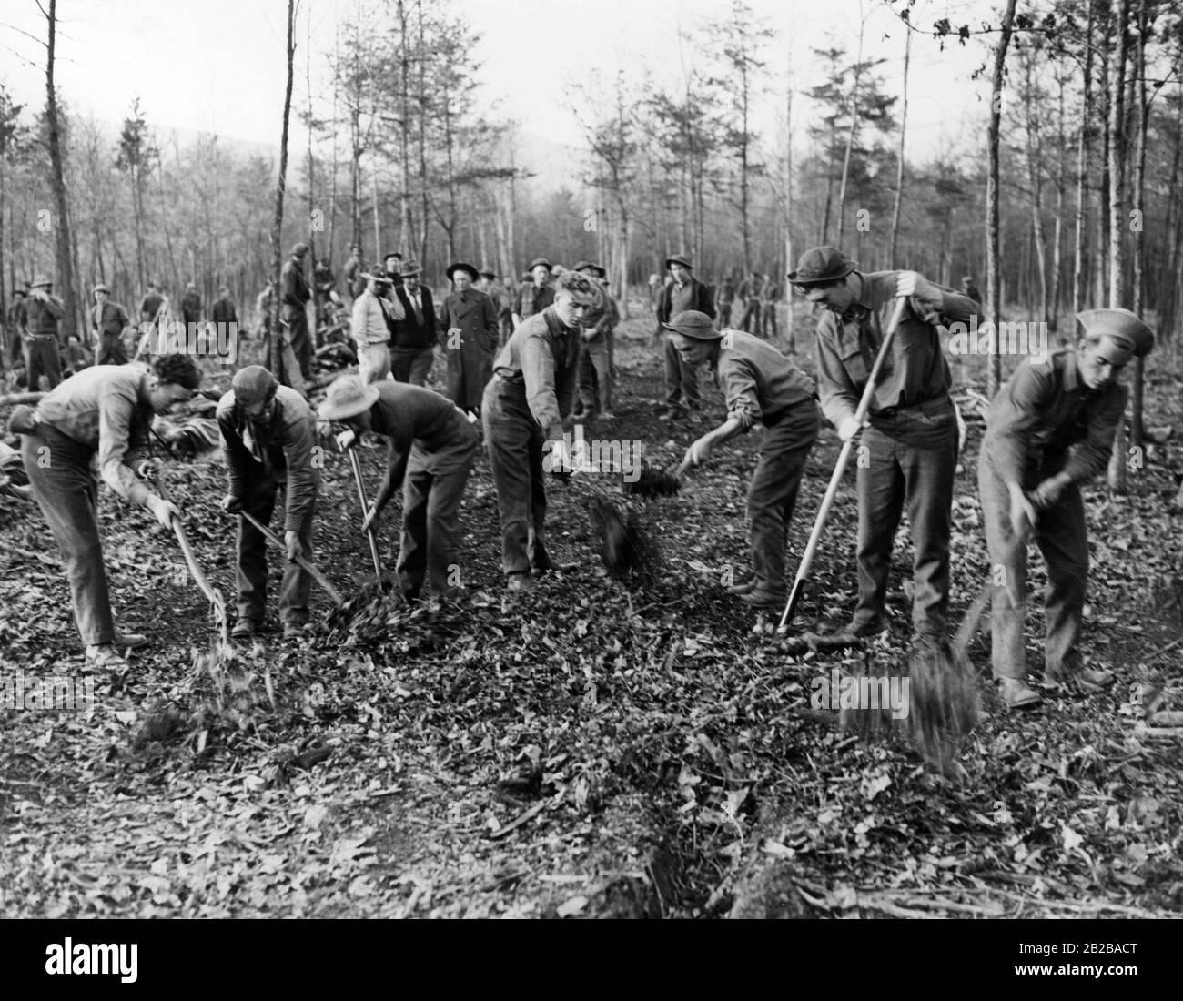 Civili Conservation Corps (programma di creazione di posti di lavoro): Roosevelt Forest Army lavora nel forest. Foto Stock