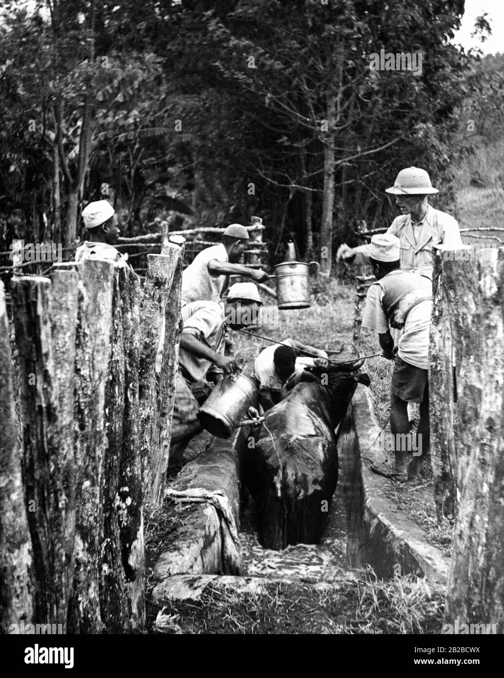 Sotto la direzione di un funzionario coloniale tedesco, gli africani si lavano un bue con acqua a Ngare Nairobi vicino Moshi per proteggere l'animale contro la malattia. Foto non ondulata. Foto Stock