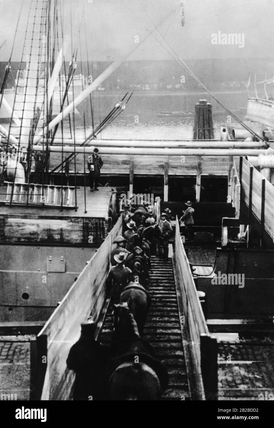 Sul piroscafo del 'markgraf' di Amburgo i cavalli sono caricati per essere utilizzati contro l'insurgente Herero in tedesco Sud Africa occidentale. Foto Stock