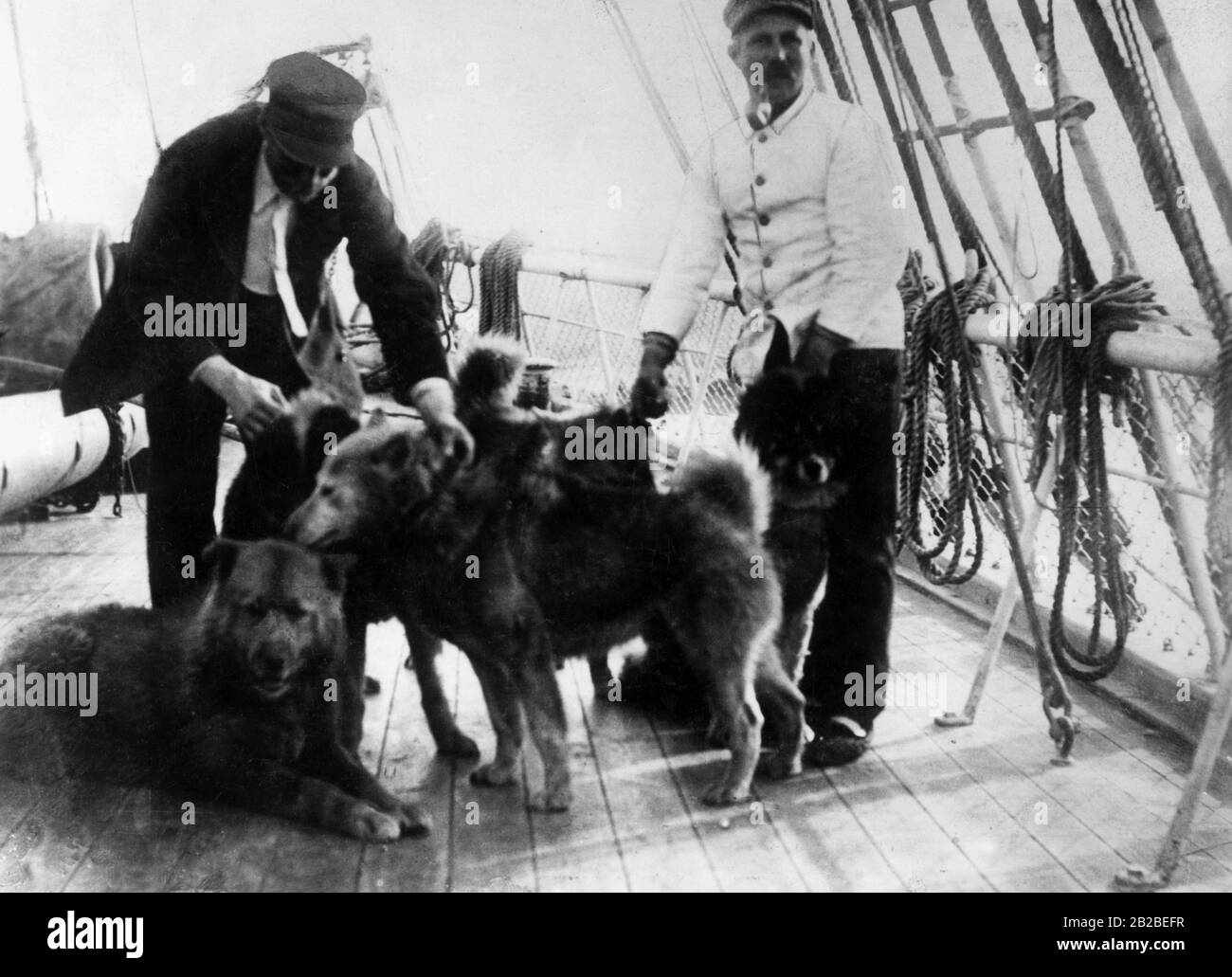 I cani da slitta della spedizione artica di Roald Amundsen al polo sud sul  ponte della nave 'Fram' nella città australiana di Hobert Foto stock - Alamy