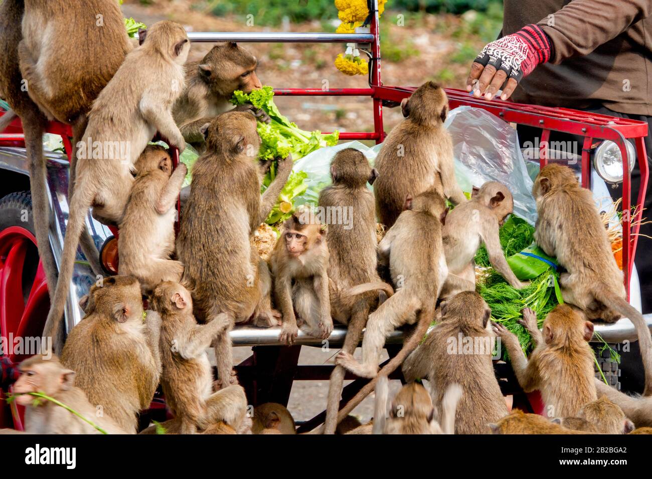 Macachi di granchio-mangiando (Macaca fascicularis) mangiando nelle zone designate di alimentazione vicino San Phrakan, Lopburi, Tailandia Foto Stock