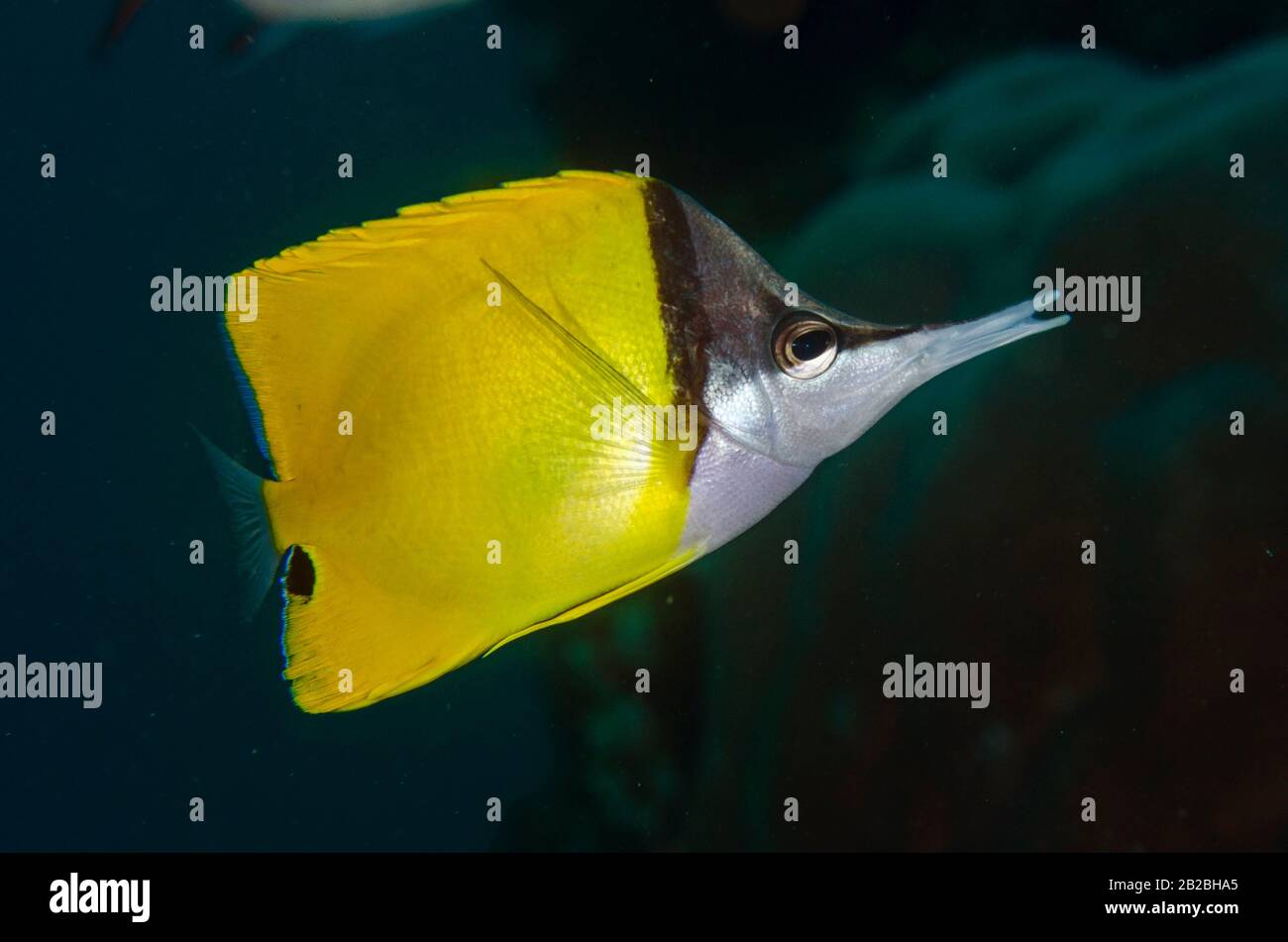 Forcepsfish (Forcipiger flavisimus, famiglia Chaetodontidae), sito di immersione Demak, Isola di Bangka, Sulawesi settentrionale, Indonesia, Oceano Pacifico. Foto Stock
