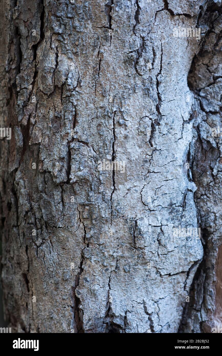 La corteccia tropicale dell'albero in primo piano nell'area caraibica, ideale per l'uso come sfondo o per i concetti ecologici Foto Stock