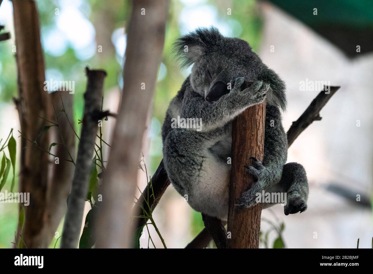 Koala dorme nell'albero di eucalipto nel Queensland Foto Stock