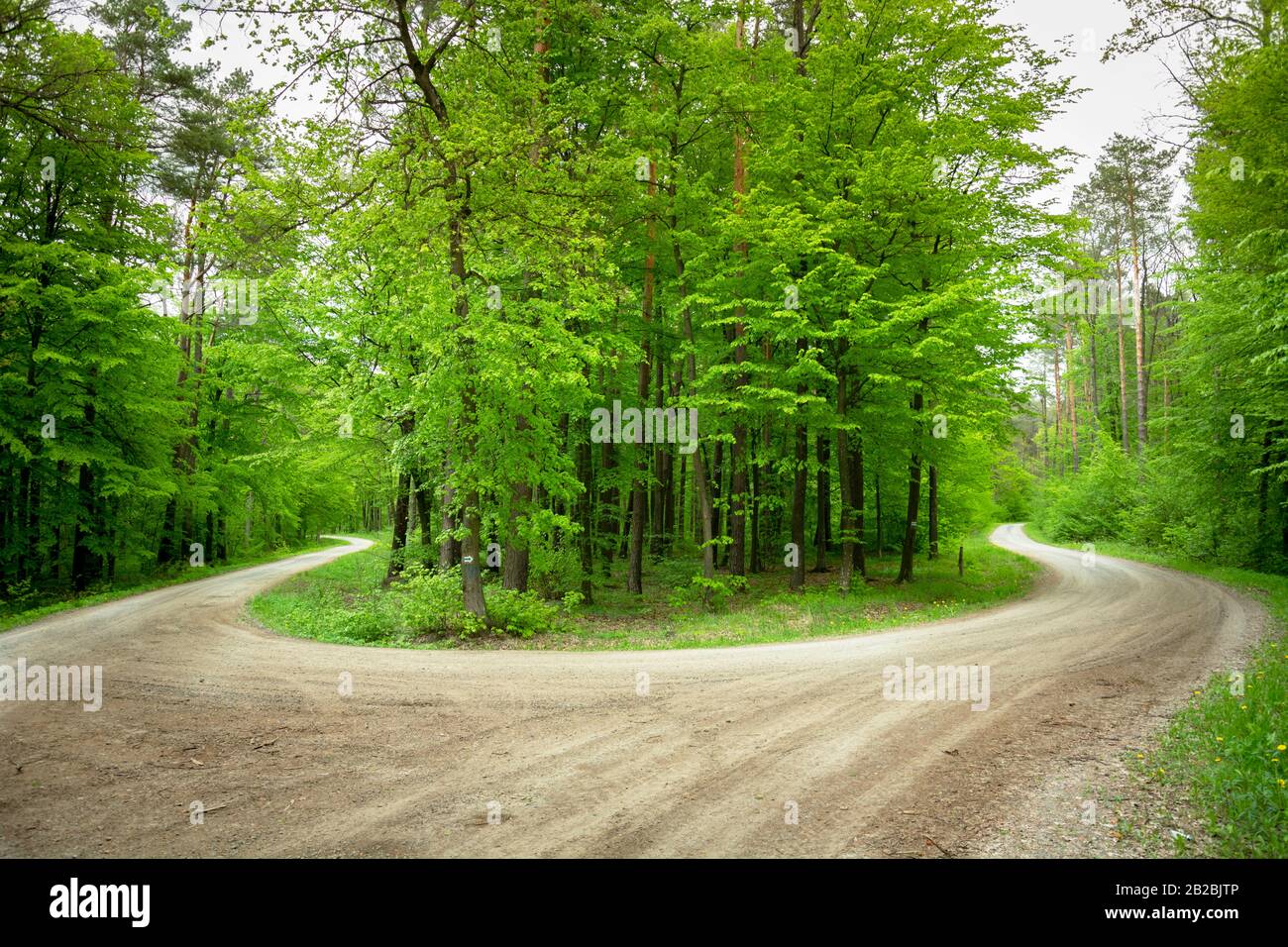 Una svolta brusca sulla strada nella foresta verde Foto Stock