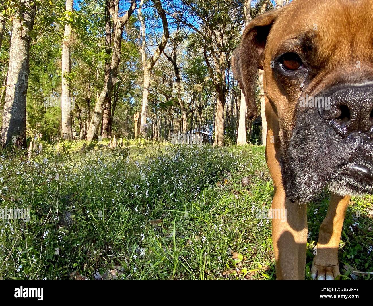 Ritratto di cane nei boschi. Dunnello, Florida Foto Stock