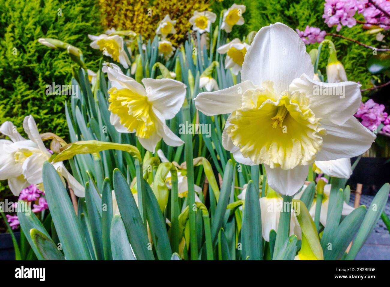 White Daffodils Ice Follies fiori grande fioritura nel giardino primaverile narciso moderno Spring Flowers Garden Foto Stock