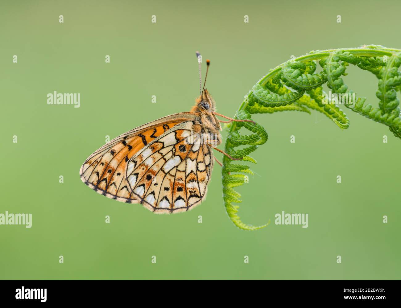 Una piccola farfalla fritillaria bordata da una perla su una pianta, con le sue ali chiuse. Preso alle miniere di Priddy in Somerset, Inghilterra. Foto Stock