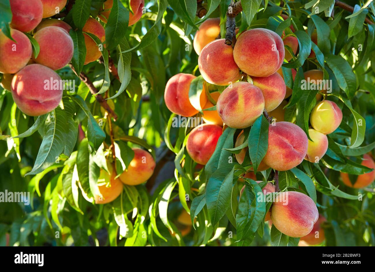 Ramo di pesco in primo piano Foto Stock