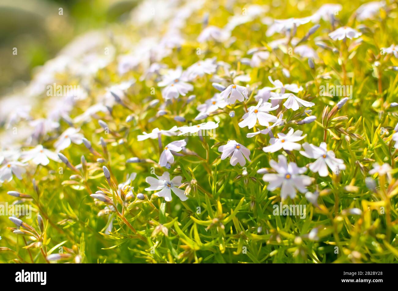 Phlox divaricata Phlox divaricata. Closeup flox blu Foto Stock
