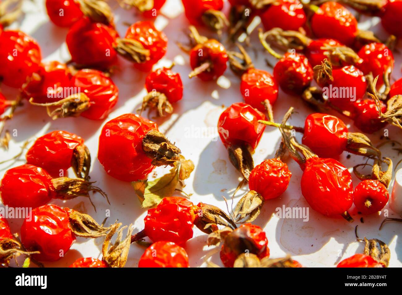 Molti fianchi di rosa sono asciugati nel macro sole vicino. Bacche di vitamina naturali sane per il tè. Antiossidante medico naturale Foto Stock