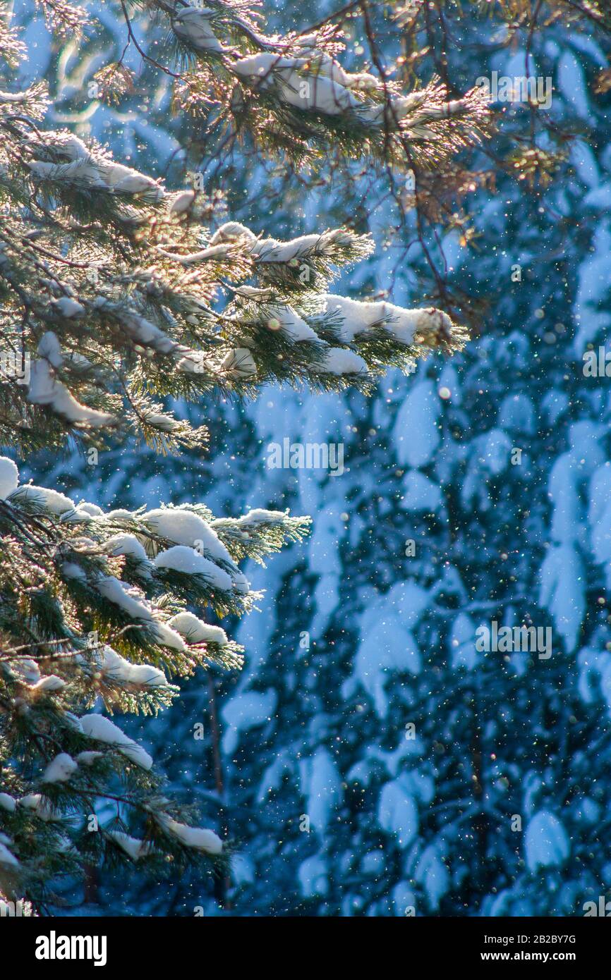 Fir lussureggianti rami ricoperti di neve durante una nevicata sotto i raggi del sole su una soleggiata giornata invernale sunbeam. Foto per schede, Capodanno e Natale Foto Stock