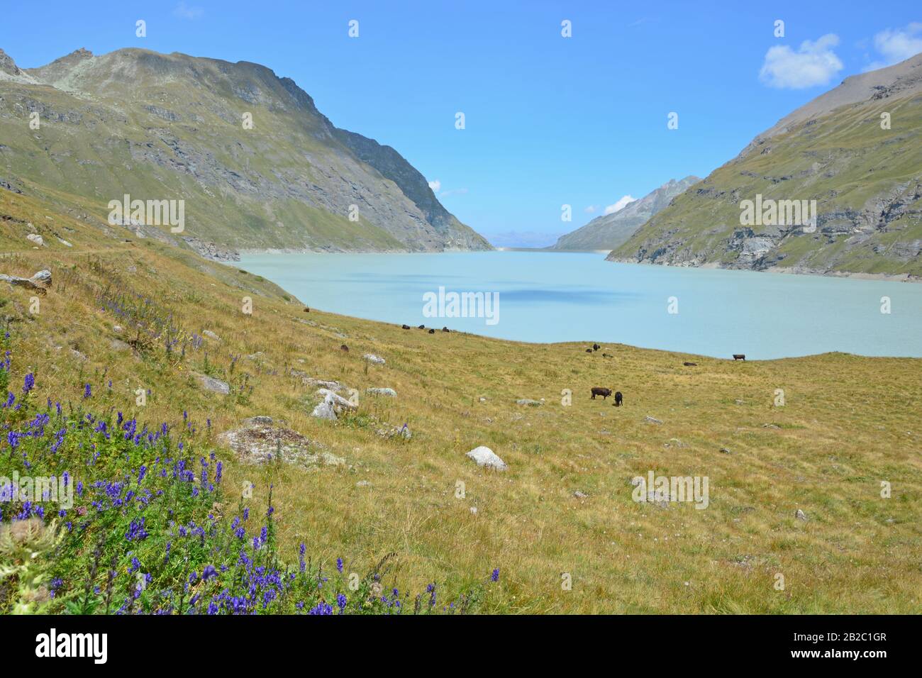 Grande Dixence Dam nel sud della Svizzera con il Dix Lago, alimentati da oltre 100km di gallerie d'acqua, fornendo energia pulita a Swizerland. Herens vacche un Foto Stock