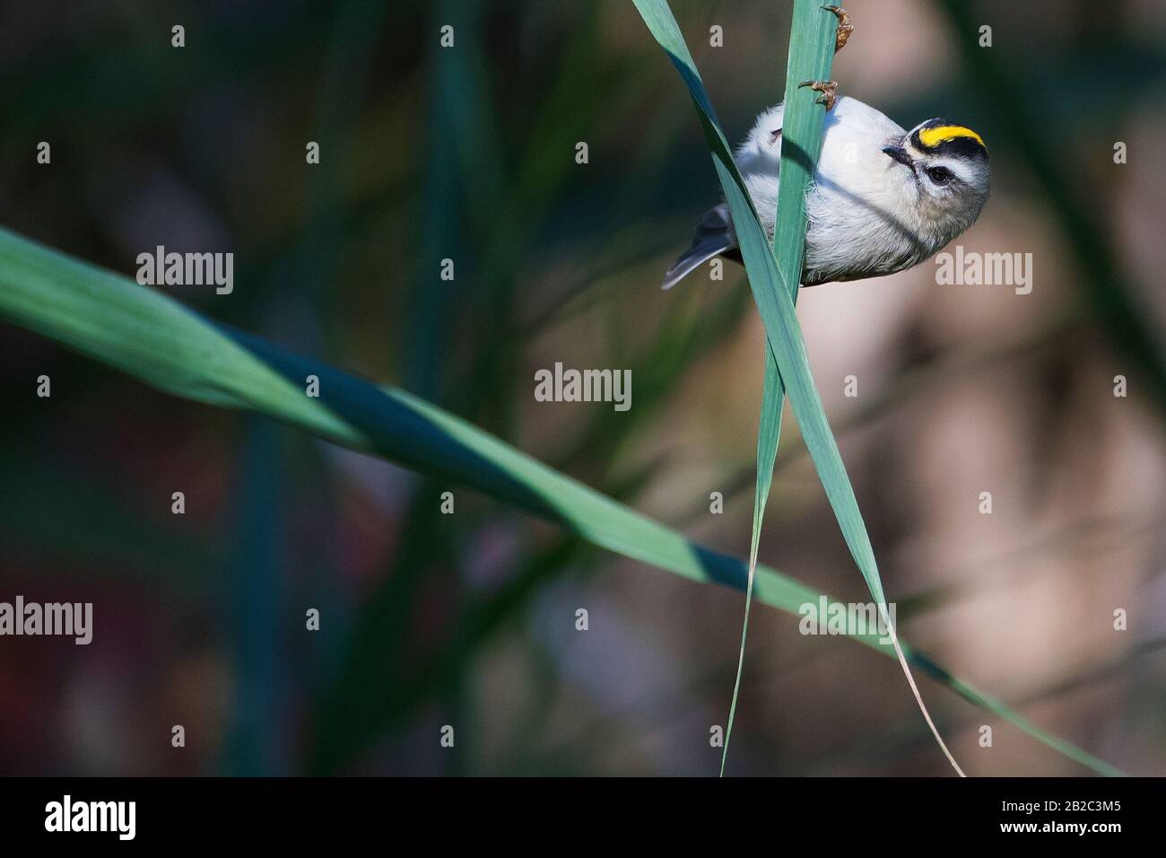 Foraging di kinglet con corona d'oro Foto Stock